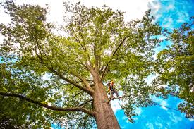 Best Arborist Consultation Services  in Blue Ridge, AL